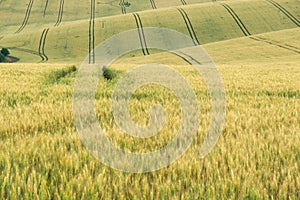 Wheat field during sunnrise or sunset with beautiful view to the mountains.