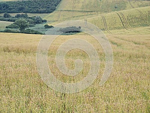 Wheat field during sunnrise or sunset with beautiful view to the mountains.