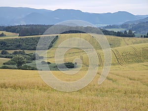 Wheat field during sunnrise or sunset with beautiful view to the mountains.