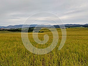 Wheat field during sunnrise or sunset with beautiful view to the mountains.