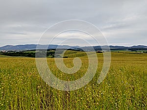 Wheat field during sunnrise or sunset with beautiful view to the mountains.