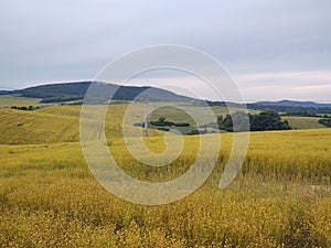 Wheat field during sunnrise or sunset with beautiful view to the mountains.