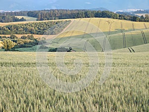 Wheat field during sunnrise or sunset with beautiful view to the mountains.