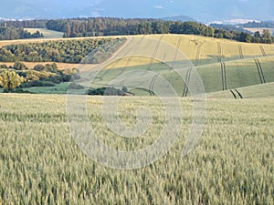 Wheat field during sunnrise or sunset with beautiful view to the mountains.