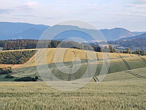 Wheat field during sunnrise or sunset with beautiful view to the mountains.