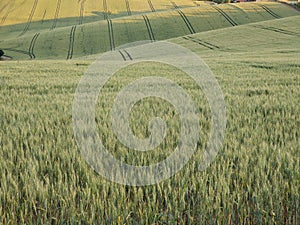 Wheat field during sunnrise or sunset with beautiful view to the mountains.