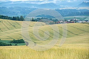 Wheat field during sunnrise or sunset with beautiful view to the mountains.