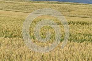 Wheat field during sunnrise or sunset with beautiful view to the mountains.