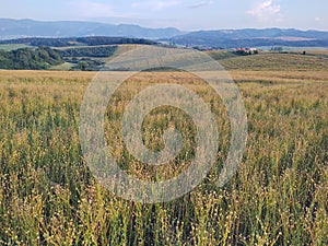 Wheat field during sunnrise or sunset with beautiful view to the mountains.