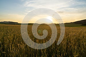 Wheat field during sunnrise or sunset.