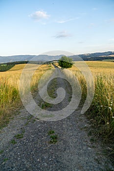 Pšeničné pole při východu nebo západu slunce.