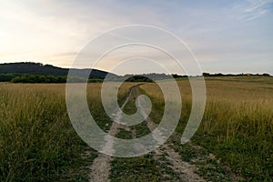 Wheat field during sunnrise or sunset.