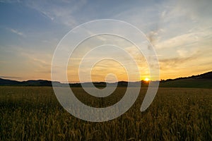 Pšeničné pole počas východu alebo západu slnka.