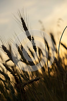 Wheat field during sunnrise or sunset.