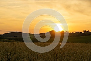 Wheat field during sunnrise or sunset.