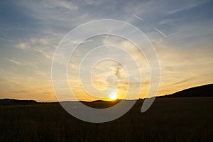 Wheat field during sunnrise or sunset.