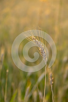 Wheat field during sunnrise or sunset.