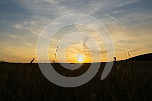 Wheat field during sunnrise or sunset.