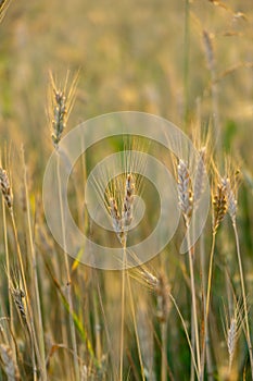 Pšeničné pole při východu nebo západu slunce.