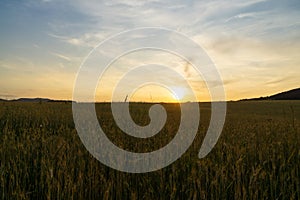 Wheat field during sunnrise or sunset.
