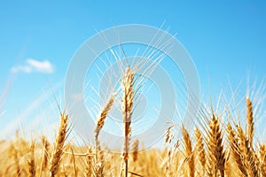 Wheat field on sunny day