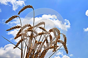 The wheat field in sunny day