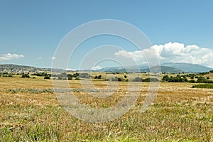 wheat field on a sunny day