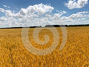 wheat field sunny day blue sky yellow ears of bread stand