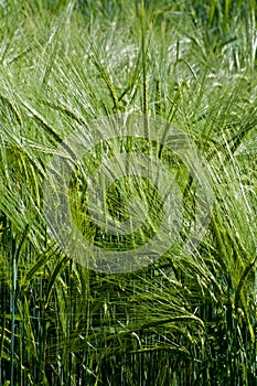 Wheat field sunny day summer texture