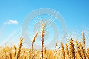 Wheat field on sunny day photo