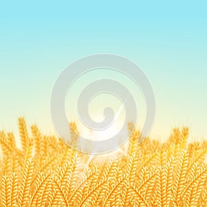 Wheat field on a Sunny morning