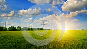 Wheat field and sunrise in the blue sky