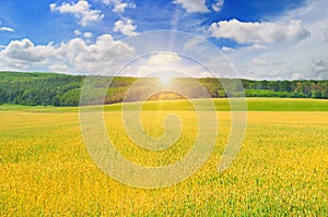 Wheat field and sunrise in the blue sky