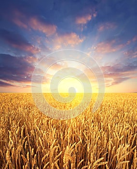 Wheat field and sunrise sky as background