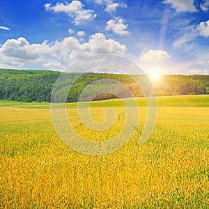 Wheat field and sunrise in the sky