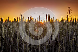 Wheat field during sunrise. Spikes of wheat on background sky