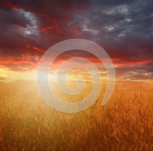 Wheat field at the sunset