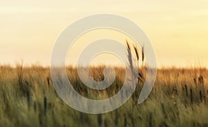 Wheat field at sunset