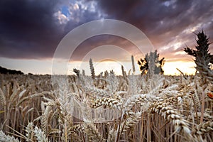 wheat field at sunset