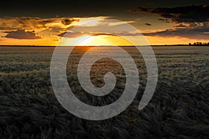 Wheat field sunset