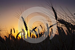 Wheat field at sunset
