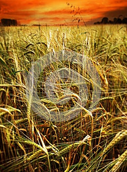 Wheat field at sunset