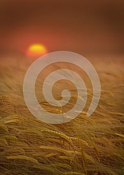 Wheat field sunset