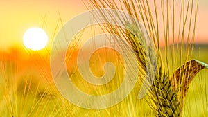 Wheat field at sunset