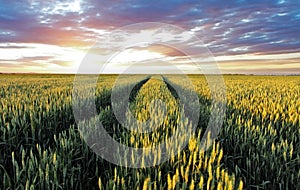 Wheat field at sunset