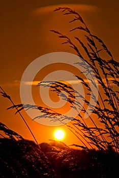 Wheat field at sunset