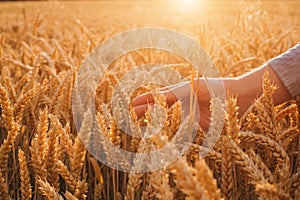 Wheat field at sunset. Agriculture concept, a farmer in the field checks the quality of the crop. Male hand close up