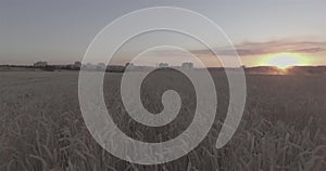 Wheat field at sunset on a background of a city buildings. Top view from a copter. D-Log,