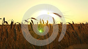 Wheat in the field on a sunset background. The field of golden wheat swaying. Cultivation and harvesting