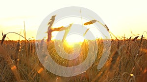 Wheat field on sunset background. Ripe wheat ready for harvest. Harvesting and harvesting. The field of golden wheat